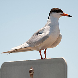 photos of a bird